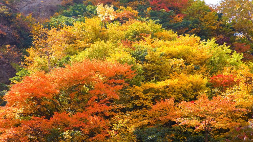 東北紅葉